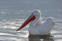 Krauskopfpelikan Pelecanus crispus Dalmatian Pelican