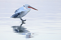Krauskopfpelikan Pelecanus crispus Dalmatian Pelican