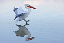 Krauskopfpelikan Pelecanus crispus Dalmatian Pelican