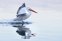 Krauskopfpelikan Pelecanus crispus Dalmatian Pelican