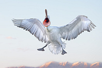Krauskopfpelikan Pelecanus crispus Dalmatian Pelican