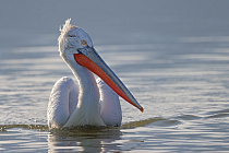 Krauskopfpelikan Pelecanus crispus Dalmatian Pelican