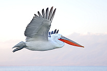 Krauskopfpelikan Pelecanus crispus Dalmatian Pelican
