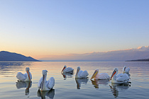Krauskopfpelikan Pelecanus crispus Dalmatian Pelican