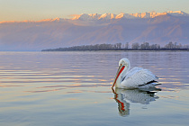 Krauskopfpelikan Pelecanus crispus Dalmatian Pelican