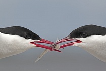 Küstenseeschwalbe am Eidersperrwerk, Schleswig-Holstein