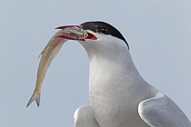Küstenseeschwalbe am Eidersperrwerk, Schleswig-Holstein
