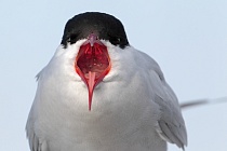 Küstenseeschwalbe am Eidersperrwerk, Schleswig-Holstein