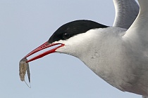 Küstenseeschwalbe am Eidersperrwerk, Schleswig-Holstein