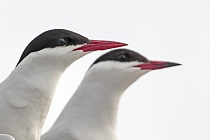 Küstenseeschwalbe am Eidersperrwerk, Schleswig-Holstein