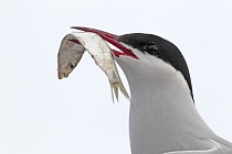 Küstenseeschwalbe am Eidersperrwerk, Schleswig-Holstein