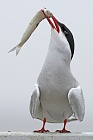 Küstenseeschwalbe am Eidersperrwerk, Schleswig-Holstein