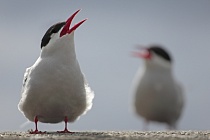 Küstenseeschwalbe am Eidersperrwerk, Schleswig-Holstein
