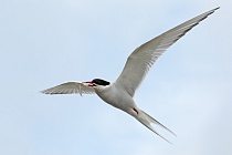 Küstenseeschwalbe am Eidersperrwerk, Schleswig-Holstein