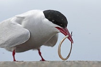 Küstenseeschwalbe am Eidersperrwerk, Schleswig-Holstein
