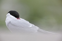 Küstenseeschwalbe am Eidersperrwerk, Schleswig-Holstein