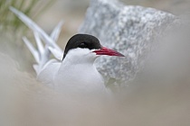 Küstenseeschwalbe am Eidersperrwerk, Schleswig-Holstein