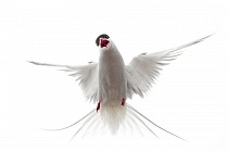 Küstenseeschwalbe am Eidersperrwerk, Schleswig-Holstein