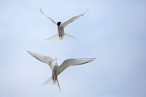 Küstenseeschwalbe am Eidersperrwerk, Schleswig-Holstein
