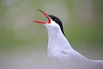 Küstenseeschwalbe am Eidersperrwerk, Schleswig-Holstein