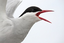 Küstenseeschwalbe am Eidersperrwerk, Schleswig-Holstein