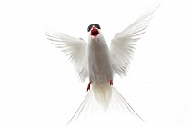 Küstenseeschwalbe am Eidersperrwerk, Schleswig-Holstein