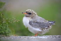 Küstenseeschwalbe am Eidersperrwerk, Schleswig-Holstein