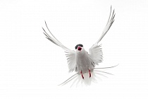 Küstenseeschwalbe am Eidersperrwerk, Schleswig-Holstein