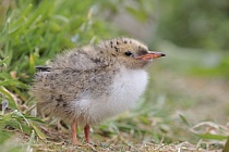 Junge Küstenseeschwalbe auf Inner Farne, England