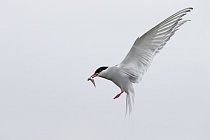 Küstenseeschwalbe auf Inner Farne, England