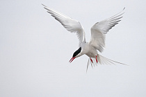 Küstenseeschwalbe am Eidersperrwerk