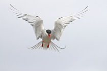 Küstenseeschwalbe am Eidersperrwerk
