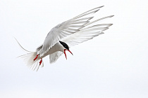 Küstenseeschwalbe am Eidersperrwerk