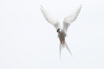 Küstenseeschwalbe am Eidersperrwerk