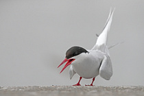 Küstenseeschwalbe am Eidersperrwerk