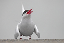 Küstenseeschwalbe am Eidersperrwerk