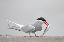 Küstenseeschwalbe am Eidersperrwerk