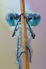 Gemeine Binsenjungfer Lestes sponsa