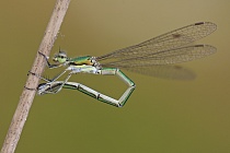 Kleine Binsenjungfer Lestes virens vestalis Small Spreadwing