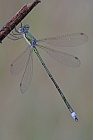 Kleine Binsenjungfer Lestes virens vestalis Small Spreadwing