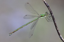Kleine Binsenjungfer Lestes virens vestalis Small Spreadwing