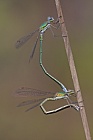 Kleine Binsenjungfer Lestes virens vestalis Small Spreadwing
