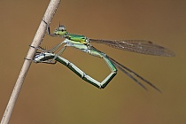 Kleine Binsenjungfer Lestes virens vestalis Small Spreadwing