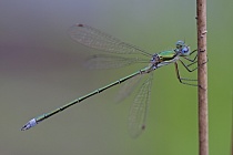 Kleine Binsenjungfer Lestes virens vestalis Small Spreadwing