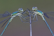 Kleine Binsenjungfer Lestes virens vestalis Small Spreadwing