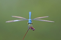 Kleine Binsenjungfer Lestes virens vestalis Small Spreadwing
