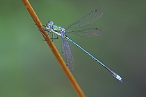 Kleine Binsenjungfer Lestes virens vestalis Small Spreadwing