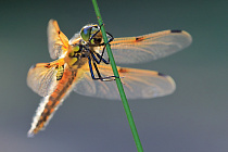 Vierfleck-Libelle