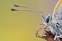 Feuerfalter