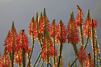 Baum-Aloe auf Madeira